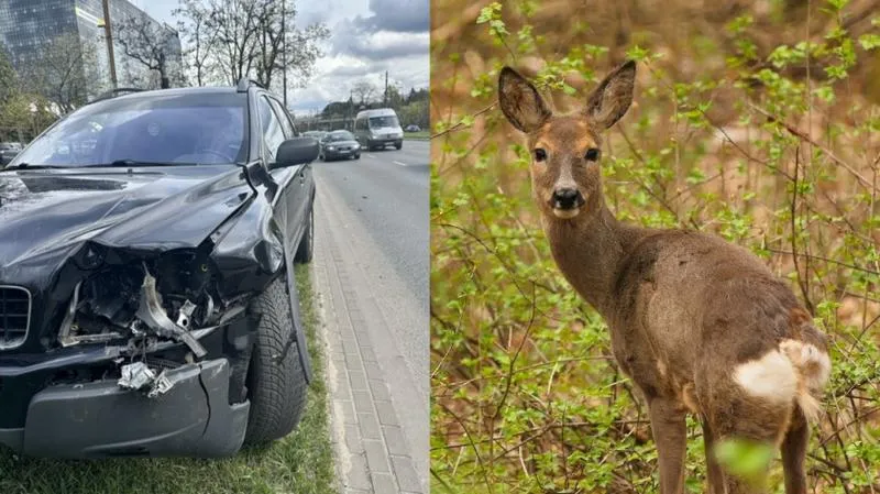 Reakcja po zderzeniu z sarną